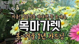 목마가렛 4계절 관리법/베란다에서 목마가렛 여름나기