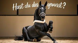 Die stärksten Pferderassen der Welt – Für harte Arbeit und schwere Lasten #horse #pferd #wissen