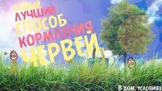 Разведение червей. САМЫЙ ЛУЧШИЙ СПОСОБ кормления червей в ДОМАШНИХ УСЛОВИЯХ!!!