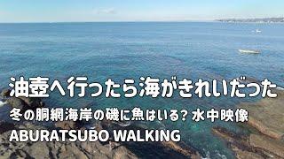 【海辺散歩】油壺に行ったら海がきれいだった〜冬の胴網海岸の磯に魚はいる？〜