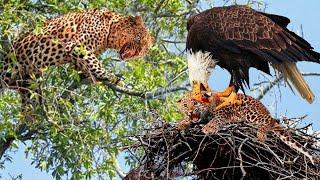 Leopard Risks It All At Extreme Height To Raid Eagle's Nest To Rescue Her Cub But Fail