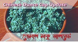 Chinese Dunce Cap Update|| Orostachys iwarenge Rossette Shape