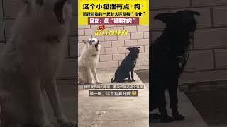 這個小狐狸有點“狗”，狐狸和狗狗一起長大逐漸被“狗化”，網友：真“狐朋狗友”！
