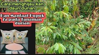 Cara Memupuk Durian Musangking//Dengan Pupuk Za Dan Npk Phonska