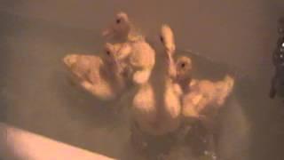 Four Baby Ducks First Time in Bath Tub 1