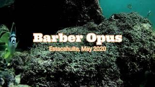 Barber Opus * 11 Glorious Minutes of Vivaldi and Barberfish