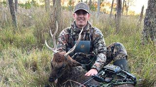 SIKA DEER MARYLAND - STAG DOWN!!! Bow hunting Sika Deer on Maryland's Eastern Shore.