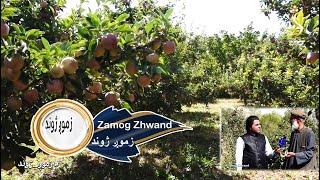 Zamog Zhwand , 03.09.2023 - EP 98 | زموږ ژوند - میدان وردګو ولایت کې د بزګرو ژوند او د میوو حاصلات