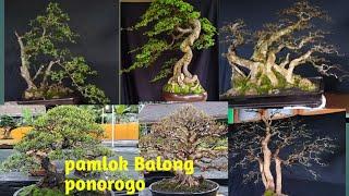 perjalanan bonsai menuju pamlok Balong Ponorogo 2023