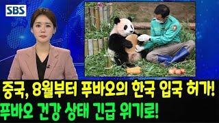 SBS TV 보도: 중국, 8월부터 푸바오의 한국 입국 허가! 푸바오 건강 상태 긴급 위기로!