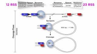 T and B Cell Development: V(D)J Recombination