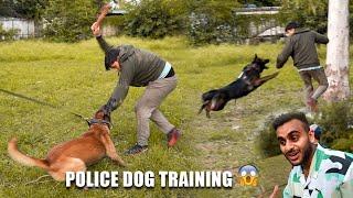 High Level Security Dog Training School in Delhi 