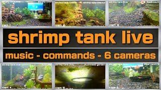 shrimp tank live | live shrimp tank with silly music!