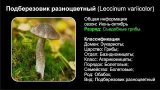 Подберезовик разноцветный (Leccinum variicolor)