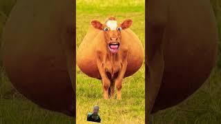 #funny #cowbeauty #cow #comedy #animals #jokes #buffalocomedy #funnyanimals #funnybuffalo