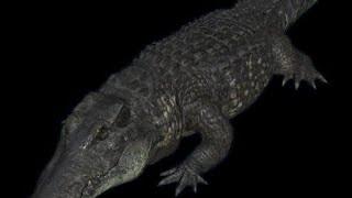 Green Hell VR: Black Caiman