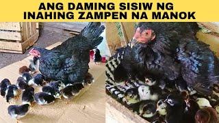 Ang daming sisiw ng inahing zampen na manok