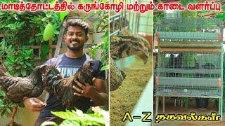 Mini POULTRY SETUP in Our TERRACE GARDEN | மொட்டை மாடியிலும் கோழி & காடை சுலபமாக வளர்க்கலாம்