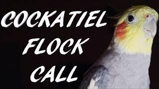 Cockatiel Flock Call, Cockatiel Bird Flock Calling Sound