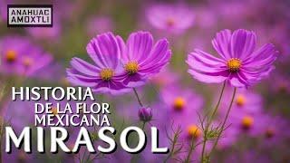 Historia de la flor Cosmos o flor Mirasol