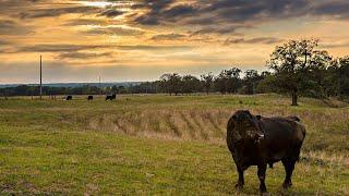 Management of Natural Service Bulls: Practical Considerations - Mizzou Repro