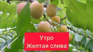 Слива жёлтая сорт Утро.