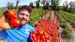 TOMATO HARVEST plus something SPECIAL