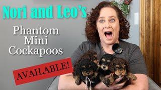 Phantom Cockapoo Puppy Litter Review ~Nori & Leo Puppies~