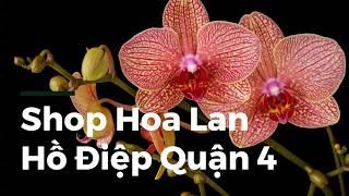 Shop Hoa Lan Hồ Điệp Quận 4 | Hoa Ba Miền