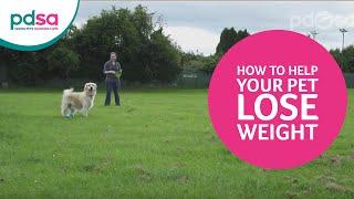 PDSA Vet Advice: How To Help Your Pet Lose Weight