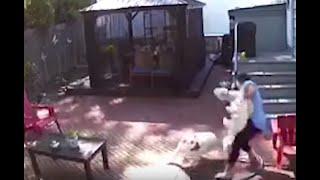 Loose dogs attack Great Kills woman, pets in her own backyard -- then barge into her home