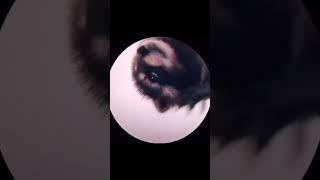PEDRO Pedro. #music #trending #shorts #shortsfeed #shortvideo
