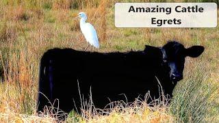 Cattle Egrets Amazing Story