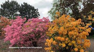 Tour Minnesota Landscape Arboretum | May 23, 2021