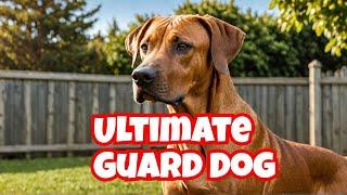 Meet the Rhodesian Ridgeback: The Ultimate Guard Dog for Protection! | rhodesian ridgeback guard dog