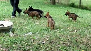 German Shepherd Puppies For Sale