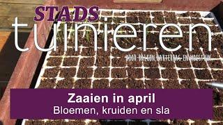 Stadstuinieren - Zaaien in april - Bloemen, kruiden en sla #moestuin