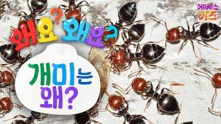 수십마리가 줄지어 다니는 개미!ㅣ개미는 왜?ㅣ왜요? 왜요? 궁금할 만두ㅣKBS 240822 방송