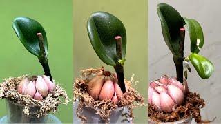 With Garlic, 1 Orchid Leaf Will Grow Young Buds And Flowers Non-Stop In This Way