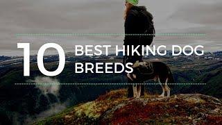 Top 10 Good Dog Breeds for Hiking: Discover Your Ultimate Trail Companion!