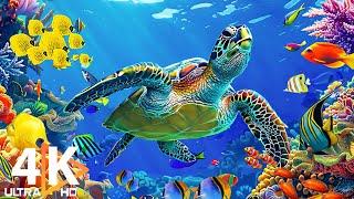 Ocean 4K - Beautiful Coral Reef Fish in Aquarium, Sea Animals for Relaxation (4K Video Ultra HD) #11