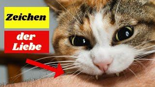 10 Anzeichen dafür, dass Ihre Katze Sie als Elternteil ansieht!