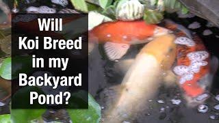 Will Koi Breed in My Backyard Pond