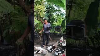 #viralvideo #highlights #@animals  try to feed it daily with kangkong ...it's ok