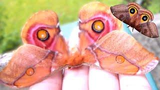 Moths: Giant Pet Moths! - My weird hobby (Bart Coppens)