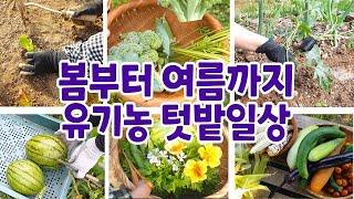 Organic kitchen garden from spring to summer