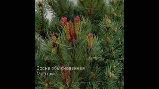 Сосна обыкновенная Мартам
