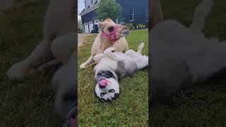 ADORABLE Husky And Camel Become Best Buds!