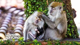 The Complex Hierarchy of Long Tailed Macaques | Macaque Island 101