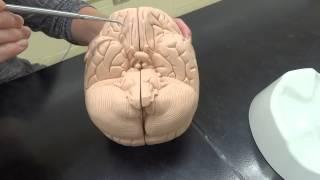 Nervous System: Part 1 - external brain model